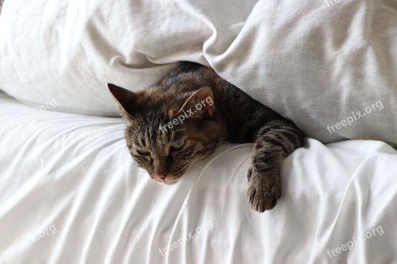 Pet Cat Whisker Brown Sleepy