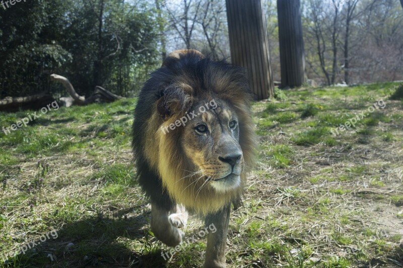 Zoo Lion Animal Predator Mane