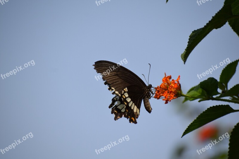 Butterfly Flower Nature Insect Animal