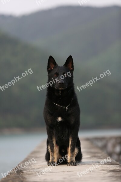 German Shepherd Squat Dog Sitting Free Photos