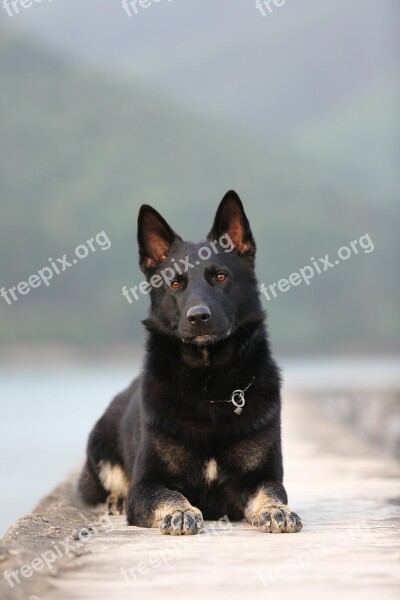 German Shepherd Natural Dog Young Free Photos