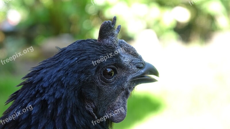 Ayam Cemani Chicken Hen Pinnate Animal