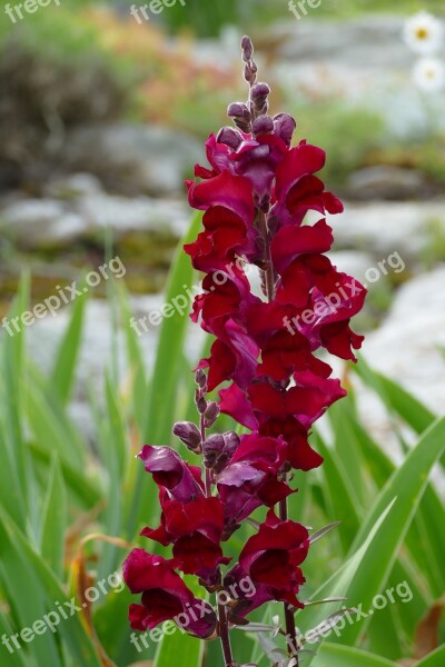 Snapdragon Flower Crimson Red Free Photos