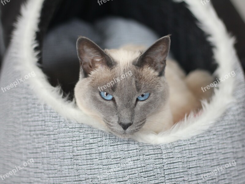 Cat Siamese Cat Mieze Siam Kitten