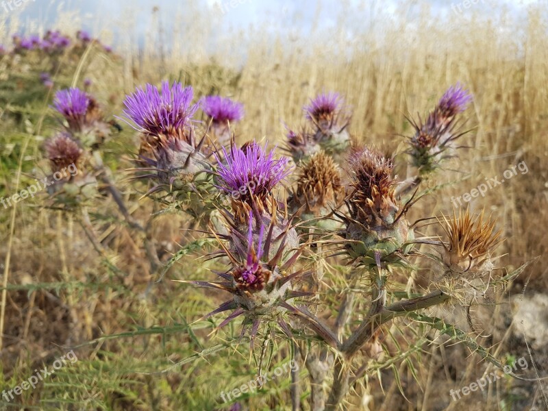 Flower Nature Plant Field The Hay Field