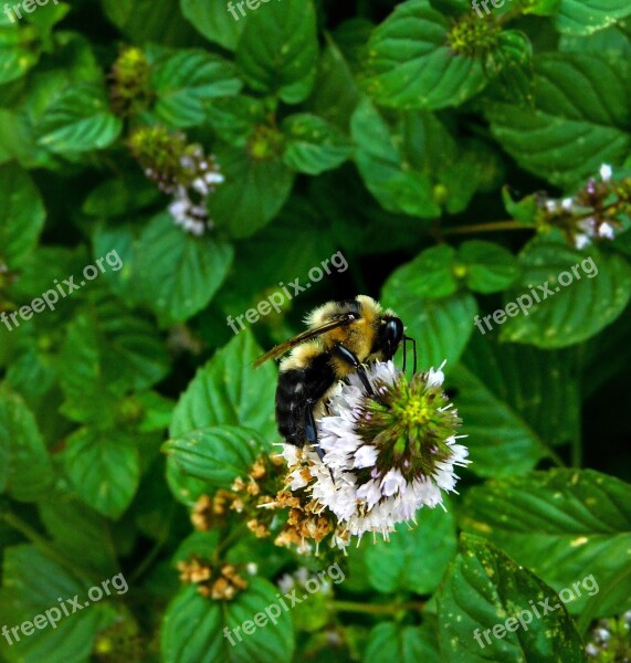 Honeybee Bee Nature Insect Pollen