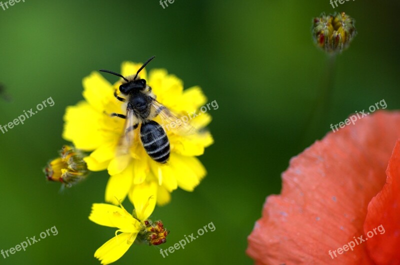 Bee Blossom Bloom Nature Close Up