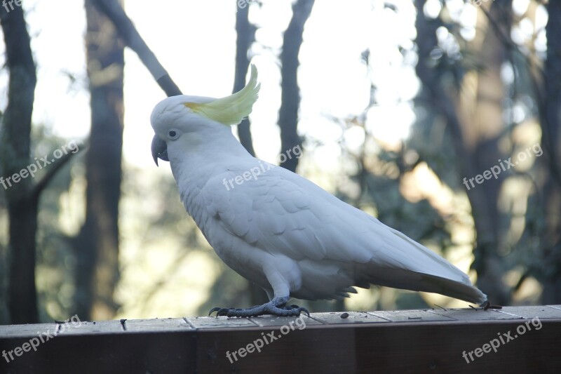 Cockatoo Australia Rainforest Tree Parrot