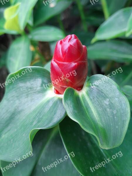 Red Red Flowers Flowers Nature Green