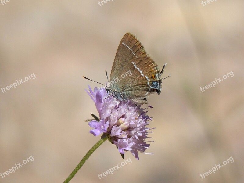 Butterfly Flower Libar Teenindusega Boeticus Scabious