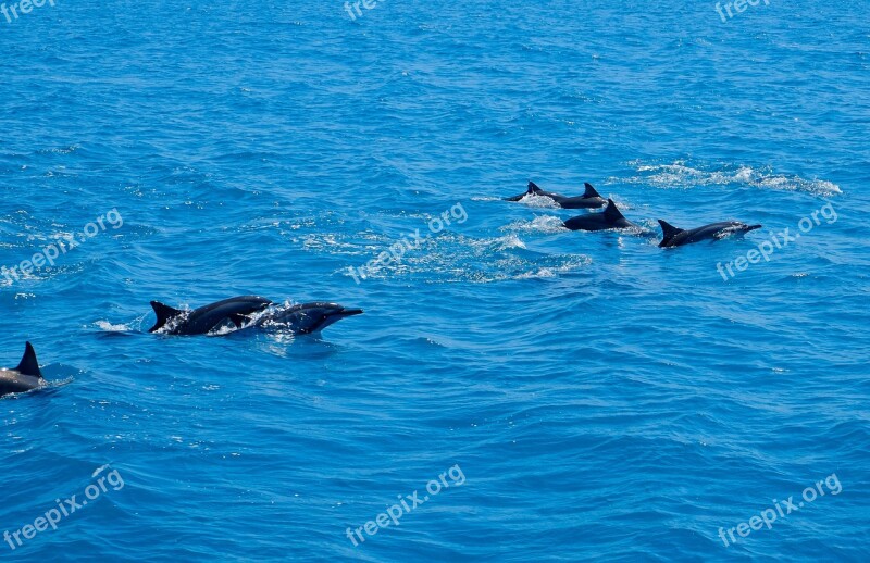 Dolphin Marine Animal Marine Mammals Cute