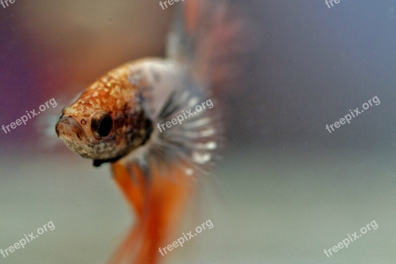 Betta Warrior Aquarium Fishy Tropical