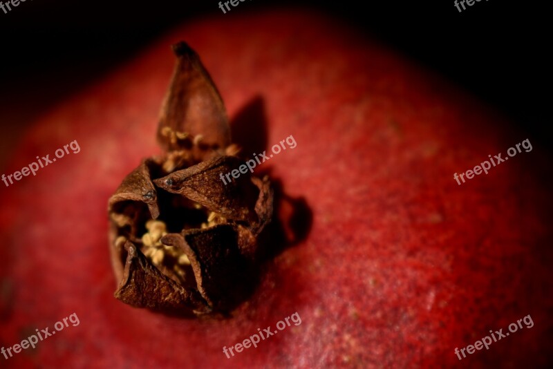 Pomegranate Macro Fruit Red Diet