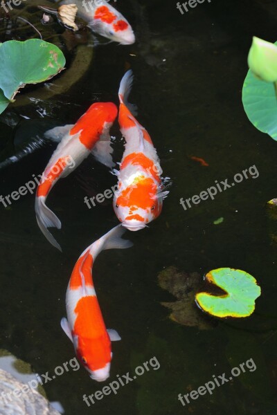 Carp Fish Aquatic Animals Free Photos