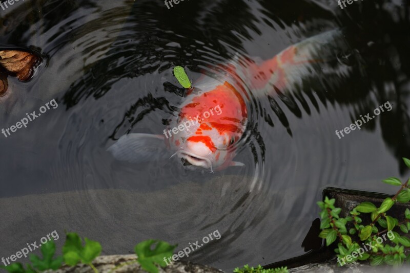 Carp Fish Aquatic Animals Free Photos