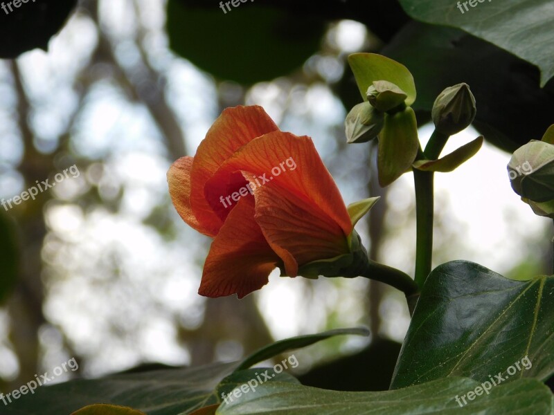 Flower Cocoon Plant Outbreak Red