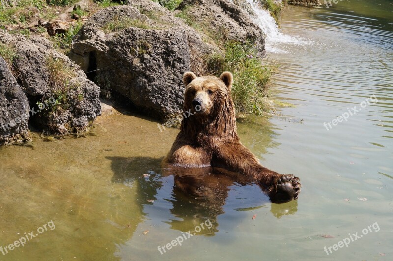 Brown Bear Bear Zoo Nature Park Animal World