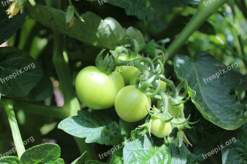 Tomatoes Fried Green Tomatoes Vegetables Fresh Background