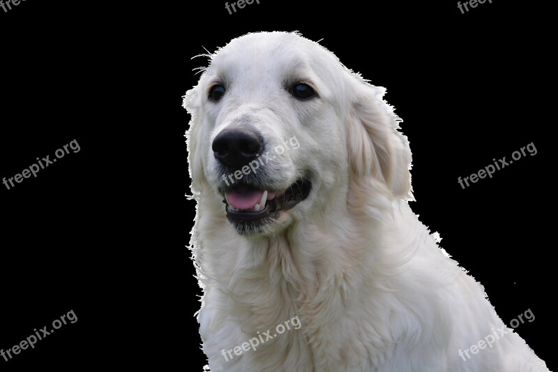 Dog Isolated Pet Snout Animal