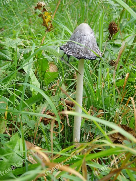 Fungus Rain Nature Mushroom Damp