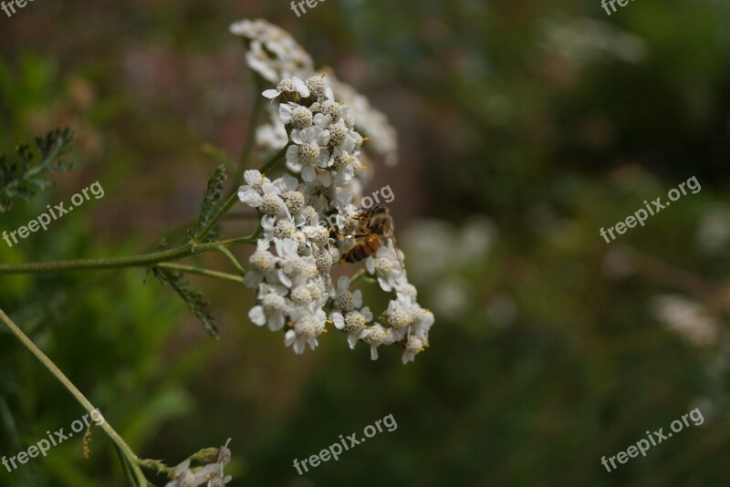 Bee Seoul National University Lovely Environment Free Photos