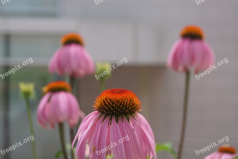 Flower Beautiful Scene Seoul National University South Korea Outing