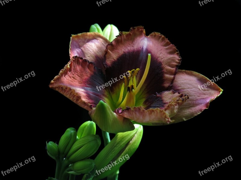 Large-flowered Daylily Hemerocallis Daylily-eyes Star Flower Blossom