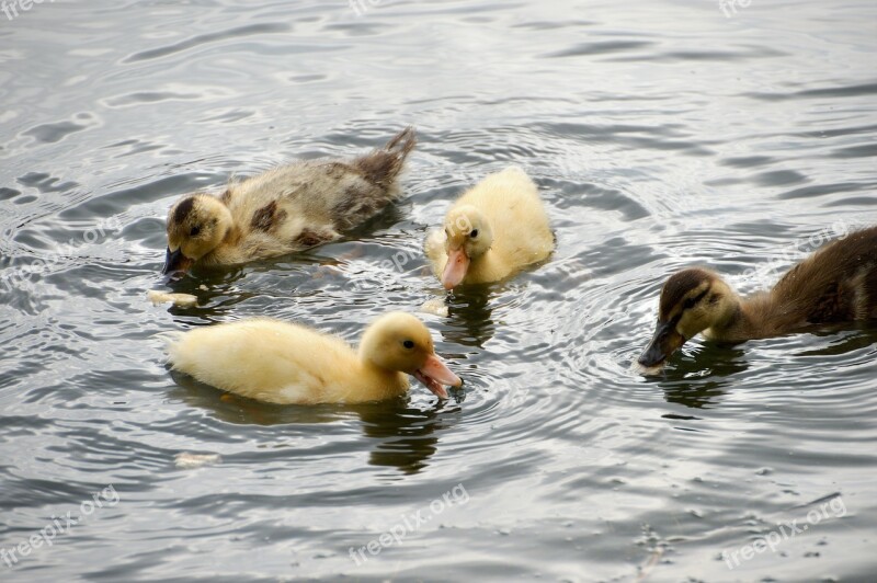 Animal Ducklings Mallard Mallard Duck Ansériformes