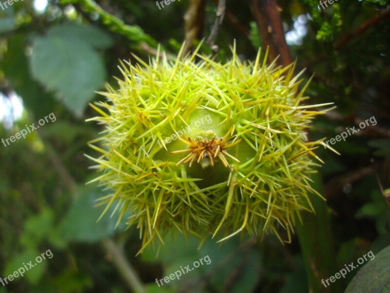 Conker Autumn Fall Nature Seasonal