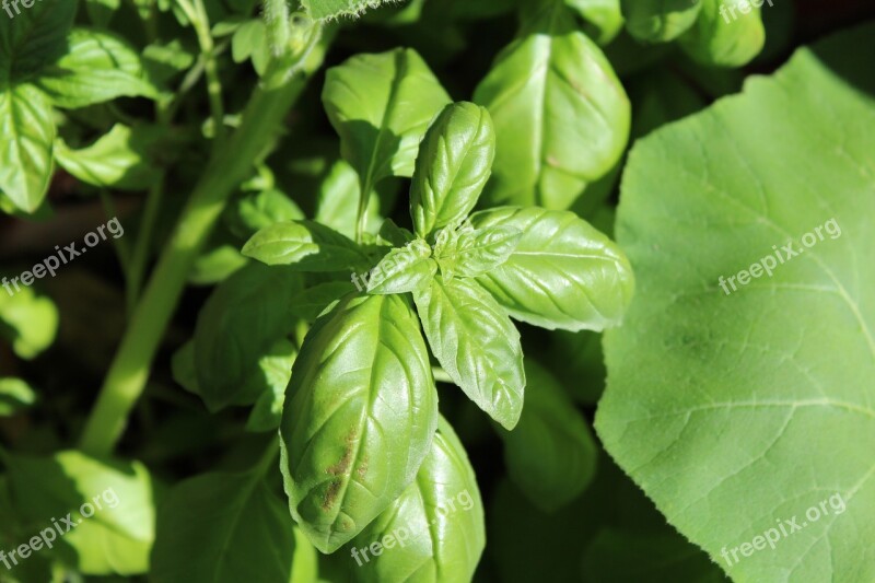 Basil Nature Green Free Photos