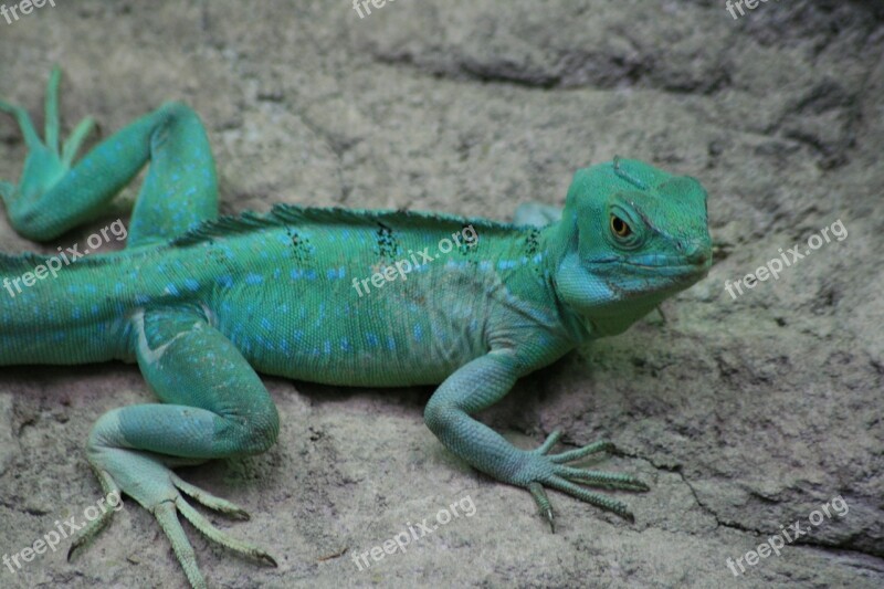 Reptile Green Lizard Animal World Insect Eater