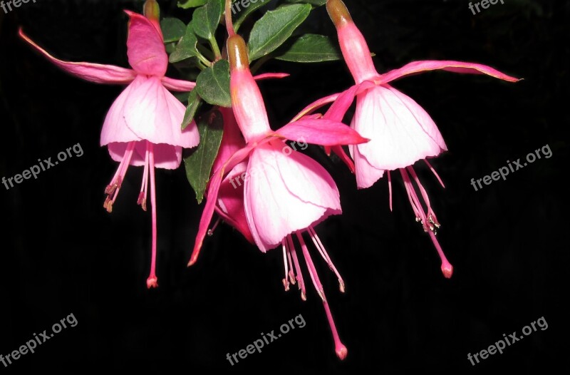 Flowers Fuchsia Plant Garden Nature