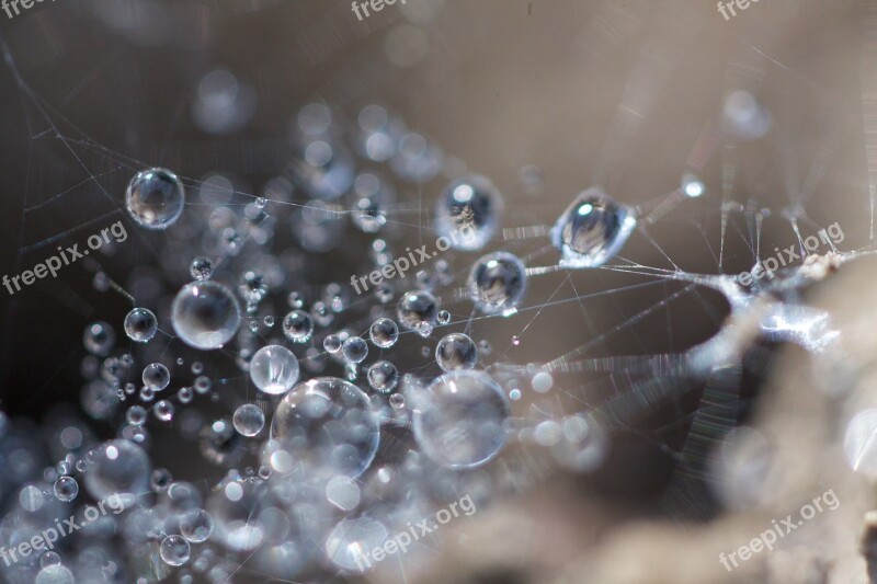 Dewdrop Cobweb Close Up Macro Cobwebs