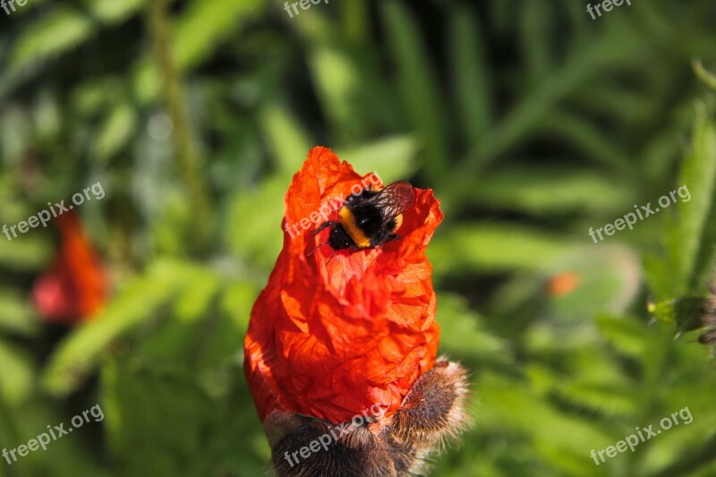 Bumble Bee Red Poppy Garden Flower Flora