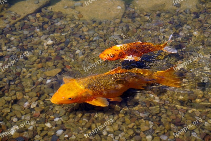 Fish Gold Fishy Koi Carp