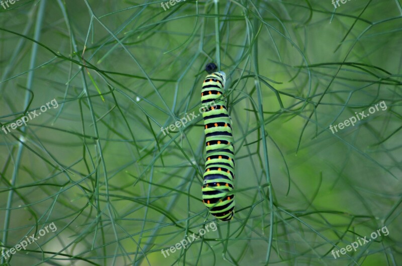 Caterpillar Butterfly Fennel Nature Insects