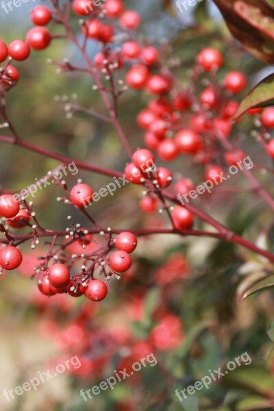 Tree Bush Berry Holly Landscape