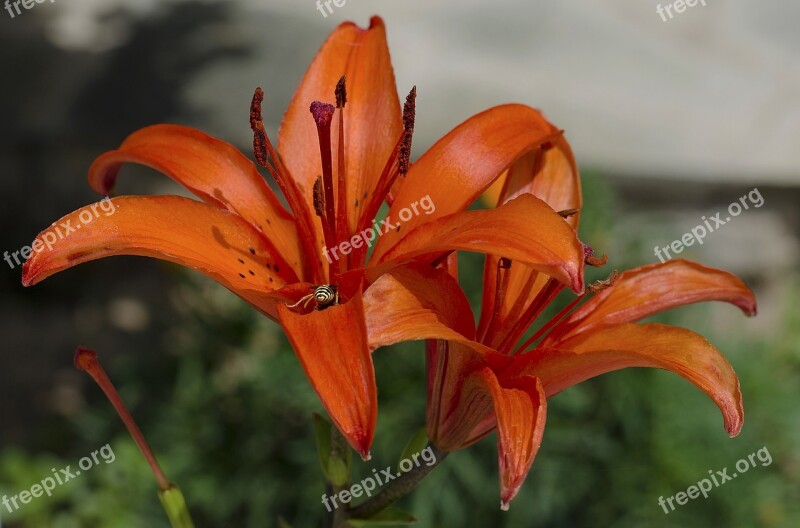 Hemerocallis Orange Flower Free Photos