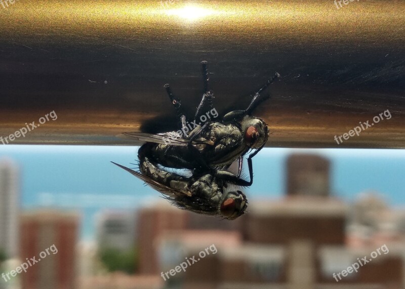 Flies Mate Views Animals Window