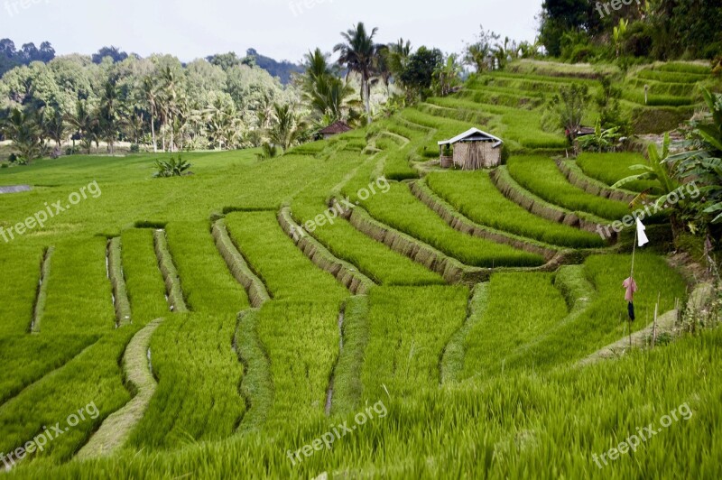 Rice Field Rice Landscape Asia Terraces