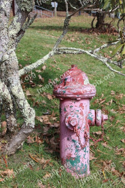 Old Tree Fire Hydrant Outdoor Rusty Nature