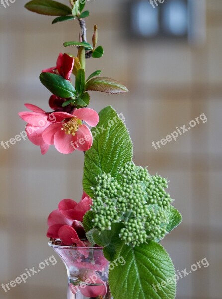 Quince Japanese Flower Branch Flowers