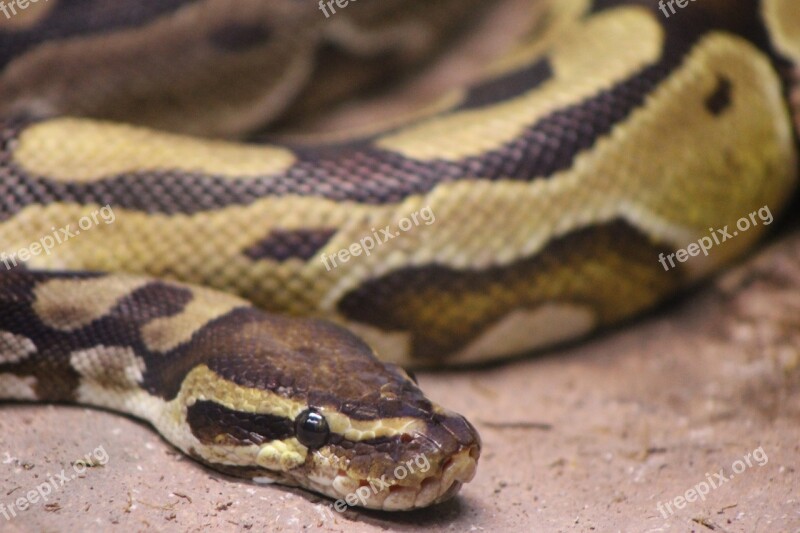 Snake Python Reptile Animal Ball Python