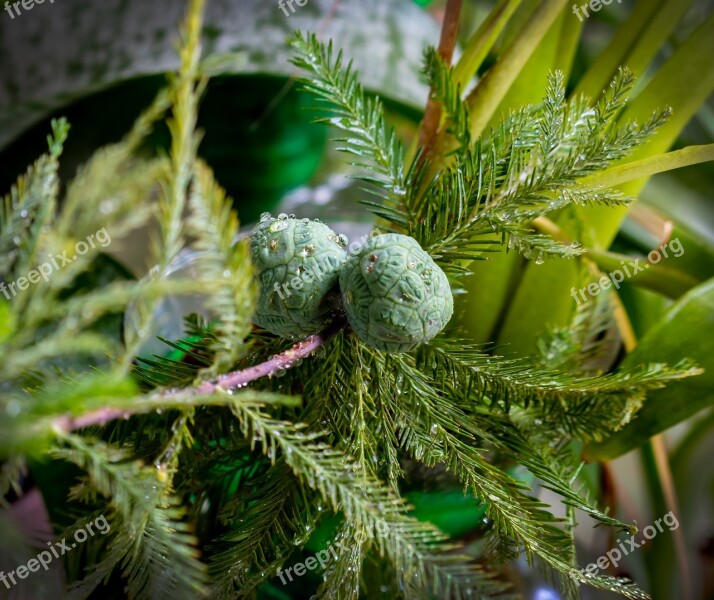 Baldcypress Deciduous Conifer Cones Round Balls Pinaceae