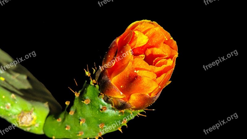 Cactus Flower Thorny Cactus Plant Flower