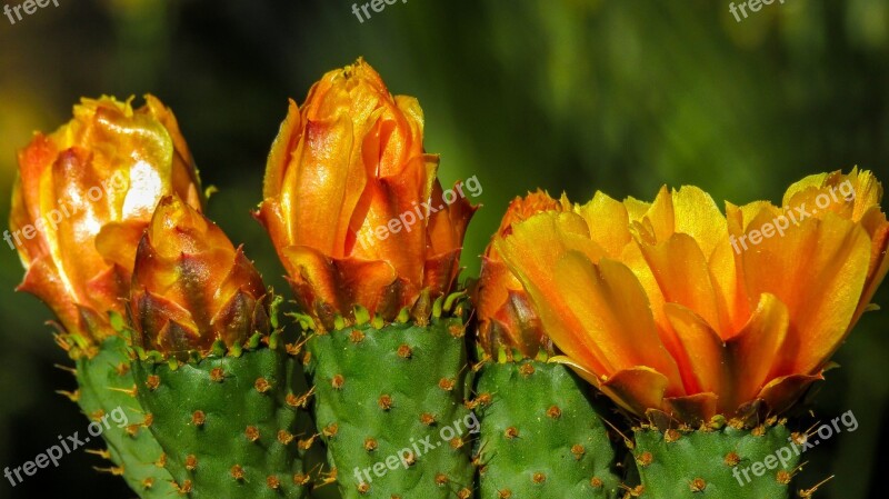 Cactus Flower Thorns Cactus Flower Thorny