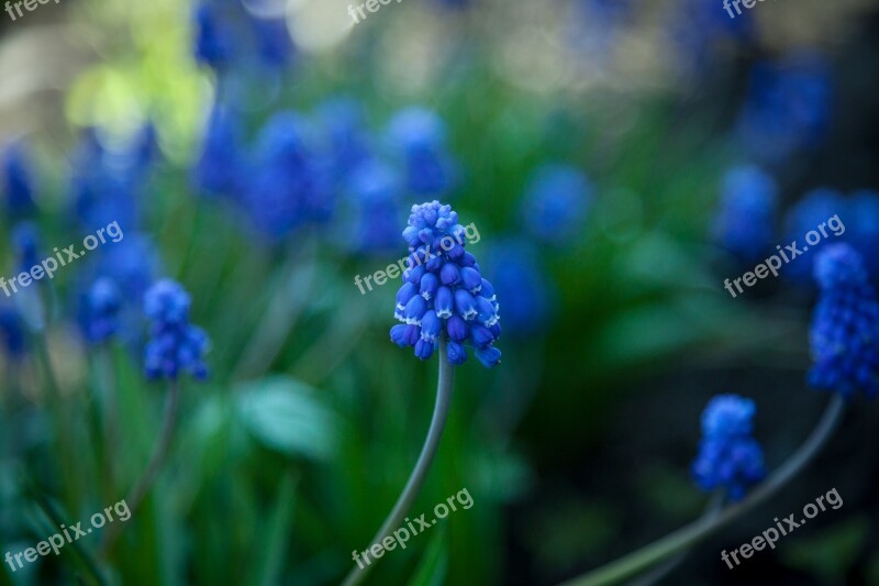 Flower Muscari Hyacinth Free Photos