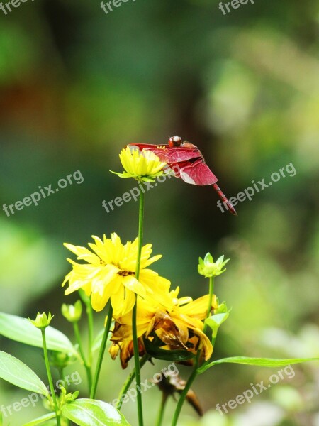 Dragonfly Red Crimson Yellow Flower