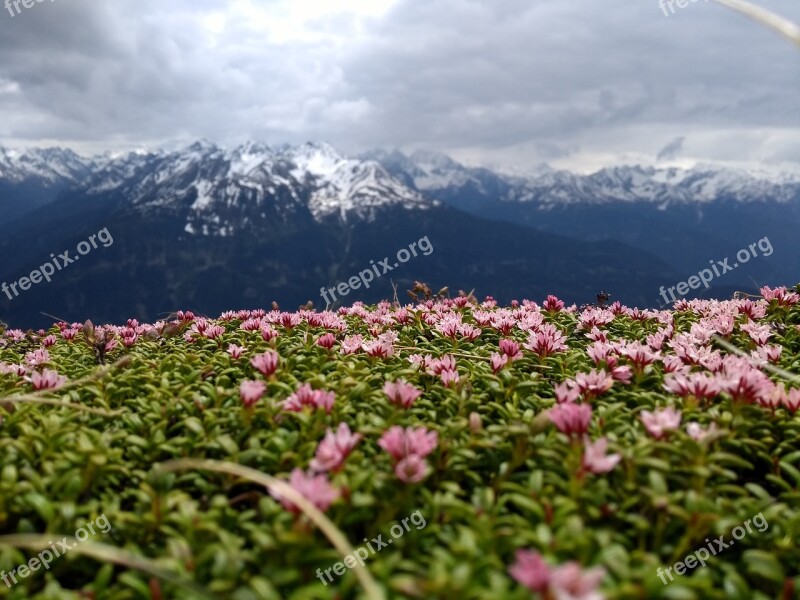 Nature Landscape Flower Plant Mountain