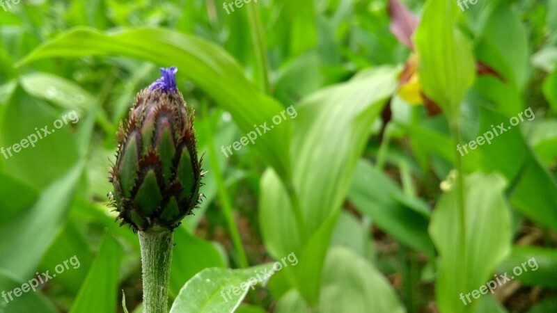 Nature Leaf Plant Summer In The Free